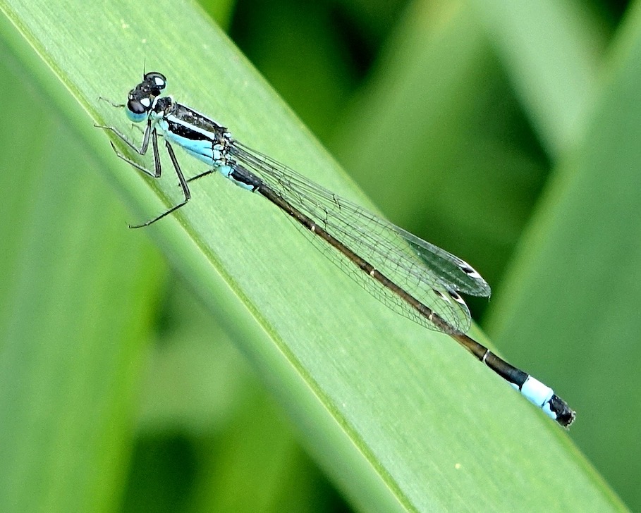 blue-tailed damselfly
